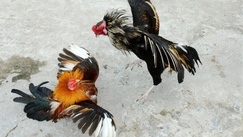 Sơ lược đá gà 168