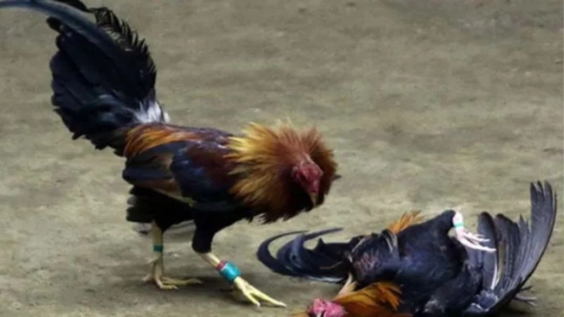 Các bước tham gia