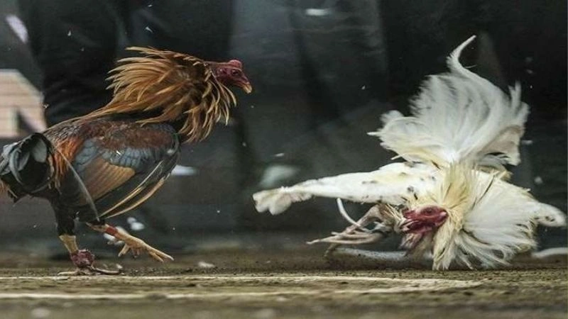 Lý do nên chọn đá gà cựa sắt