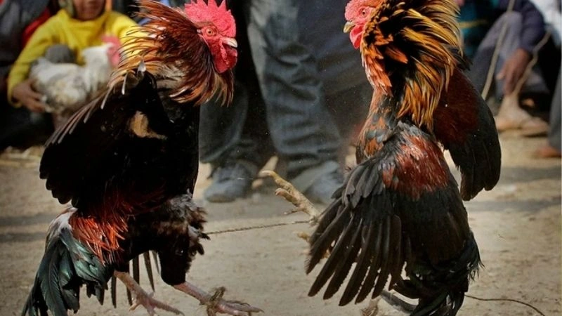 Kinh nghiệm đá gà hiệu quả