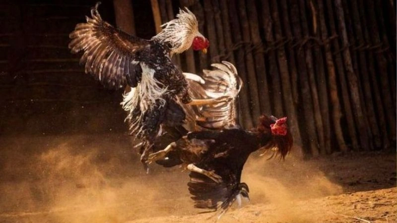 Ưu điểm đá gà trực tiếp Thomo