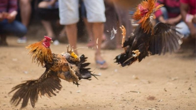 Kinh nghiệm lưu ý khi tham gia